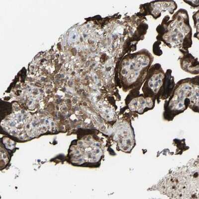 <b>Independent Antibodies Validation. </b>Immunohistochemistry-Paraffin: C1GALT1 Antibody [NBP1-88477] - Staining of human placenta shows strong cytoplasmic positivity in trophoblastic cells.