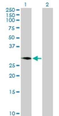 Western Blot: C1GALT1C1 Antibody [H00029071-B01P] - analysis of C1GALT1C1 expression in transfected 293T cell line by C1GALT1C1 MaxPab polyclonal antibody. Lane 1: C1GALT1C1 transfected lysate (34.98 KDa). Lane 2: Non-transfected lysate.