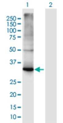 Western Blot: C1GALT1C1 Antibody [H00029071-B01P] - Analysis of C1GALT1C1 expression in transfected 293T cell line by C1GALT1C1 polyclonal antibody.  Lane 1: C1GALT1C1 transfected lysate(34.98 KDa). Lane 2: Non-transfected lysate.