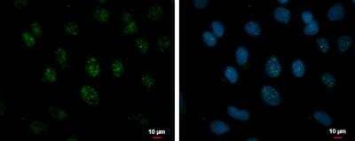 Immunocytochemistry/Immunofluorescence: RSRP1 Antibody [NBP2-15641] -  NT2D1 cells were fixed in 4% paraformaldehyde at RT for 15 min.Green: NPD014 protein stained by NPD014 antibody diluted at 1:500. Blue: Hoechst 33342 staining.
