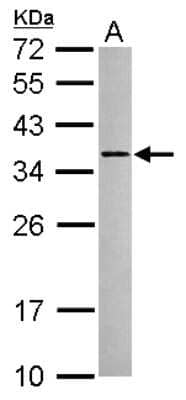 Western Blot: RSRP1 Antibody [NBP2-15641] -  Sample (30 ug of whole cell lysate) A: NT2D1 12% SDS PAGE gel, diluted at 1:500.