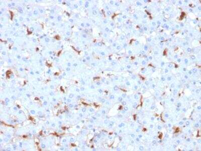 Immunohistochemistry-Paraffin C1QB Antibody (C1QB/2961) - Azide and BSA Free