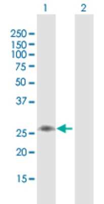 Western Blot: C1QB Antibody [H00000713-B01P] - Analysis of C1QB expression in transfected 293T cell line by C1QB polyclonal antibody.  Lane 1: C1QB transfected lysate(27.94 KDa). Lane 2: Non-transfected lysate.