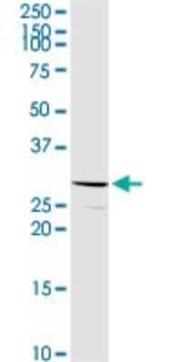 Western Blot: C1QB Antibody [H00000713-D01P] - Analysis of C1QB expression in HeLa.