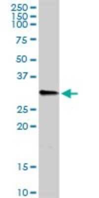 Western Blot: C1QB Antibody [H00000713-D01P] - Analysis of C1QB expression in human kidney.