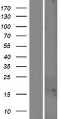 Western Blot C1orf100 Overexpression Lysate