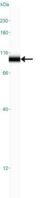<b>Orthogonal Strategies Validation. </b>Simple Western: C1orf106 Antibody [NBP1-90424] - C1orf106 Antibody [NBP1-90424] - Simple Western lane view shows a specific band for C1orf106 in 0.2 mg/ml of RT-4 lysate. This experiment was performed under reducing conditions using the 12-230 kDa separation system.