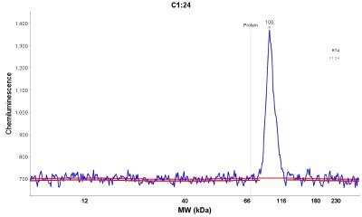 <b>Orthogonal Strategies Validation. </b>Simple Western: C1orf106 Antibody [NBP1-90424] - C1orf106 Antibody [NBP1-90424] - Electropherogram image(s) of corresponding Simple Western lane view. C1orf106 antibody was used at 1:60 dilution on RT-4 lysate(s).