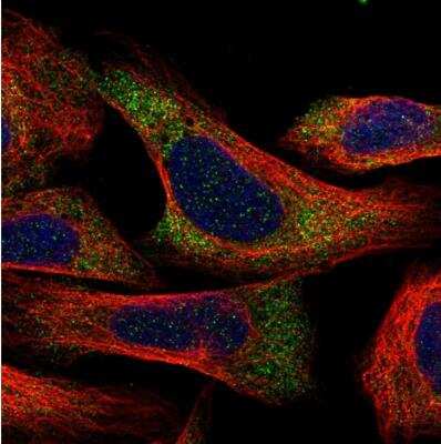 Immunocytochemistry/Immunofluorescence: C1orf109 Antibody [NBP1-82175] - Staining of human cell line U-2 OS shows localization to cytosol. Antibody staining is shown in green.