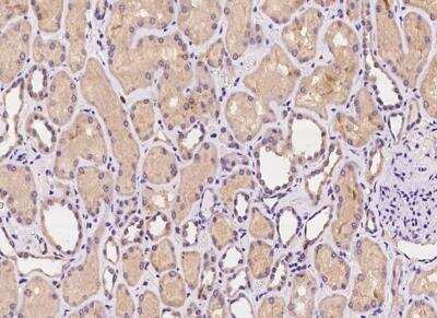 Immunohistochemistry-Paraffin: C1orf109 Antibody [NBP3-05934] - staining of human C1orf109 in human kidney with rabbit polyclonal antibody at 1:100 dilution.