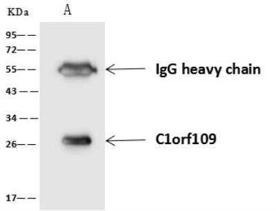 Immunoprecipitation: C1orf109 Antibody [NBP3-05934] - Lane A:0.5 mg U251MG Whole Cell Lysate4 uL anti-C1orf109 rabbit polyclonal antibody and 60 ug of Immunomagnetic beads Protein A/G.Primary antibody:Anti-C1orf109 rabbit polyclonal antibody,at 1:100 dilution Secondary antibody:Goat Anti-Rabbit IgG (H+L)/HRP at 1/10000 dilutionDeveloped using the ECL technique.Performed under reducing conditions.Predicted band size: 23 kDaObserved band size :26 kDa
