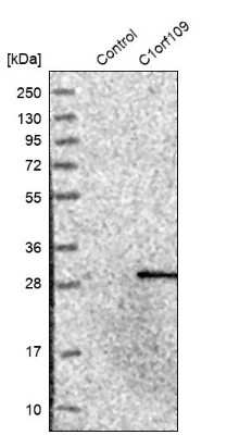 Western Blot: C1orf109 Antibody [NBP1-82175] - Analysis in control (vector only transfected HEK293T lysate) and C1orf109 over-expression lysate (Co-expressed with a C-terminal myc-DDK tag (3.1 kDa) in mammalian HEK293T cells).
