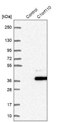 Western Blot: C1orf110 Antibody [NBP1-82674] - Analysis in control (vector only transfected HEK293T lysate) and C1orf110 over-expression lysate (Co-expressed with a C-terminal myc-DDK tag (3.1 kDa) in mammalian HEK293T cells).