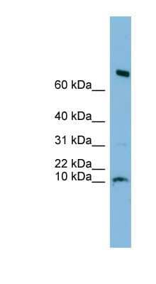 Western Blot C1orf122 Antibody