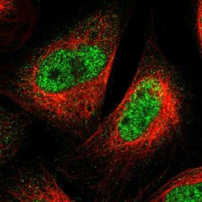 Immunocytochemistry/Immunofluorescence: SPRTN Antibody [NBP1-84163] - C1orf124 Antibody [NBP1-84163] - Staining of human cell line U-2 OS shows localization to nucleoplasm. Antibody staining is shown in green.