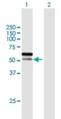 Western Blot: C1orf124 Antibody [H00083932-B01P] - Analysis of C1orf124 expression in transfected 293T cell line by C1orf124 polyclonal antibody.  Lane 1: C1orf124 transfected lysate(53.79 KDa). Lane 2: Non-transfected lysate.