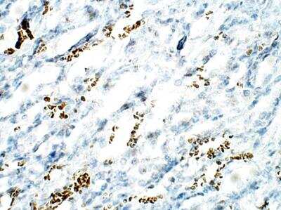 Immunohistochemistry-Paraffin: C1orf146 Antibody [NBP3-12292] - Rat kidney. 1:100 dilution in IHC blocking buffer. DAB (brown) staining and Hematoxylin QS (blue) counterstain. 40X magnification.