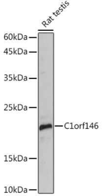 Western Blot: C1orf146 Antibody [NBP3-15597] - Western blot analysis of extracts of Rat testis, using C1orf146 Rabbit pAb (NBP3-15597) at 1:1000 dilution. Secondary antibody: HRP Goat Anti-Rabbit IgG (H+L) at 1:10000 dilution. Lysates/proteins: 25ug per lane. Blocking buffer: 3% nonfat dry milk in TBST. Detection: ECL Basic Kit. Exposure time: 30s.