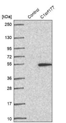 Western Blot: C1orf177 Antibody [NBP2-32711] - Analysis in control (vector only transfected HEK293T lysate) and C1orf177 over-expression lysate (Co-expressed with a C-terminal myc-DDK tag (3.1 kDa) in mammalian HEK293T cells).