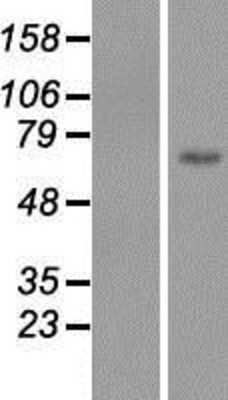 Western Blot Lymphocyte Expansion Molecule Overexpression Lysate