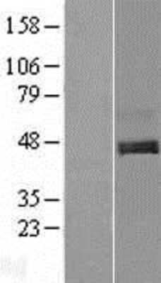 Western Blot Draxin/C1orf187 Overexpression Lysate