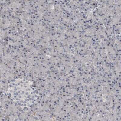 Immunohistochemistry-Paraffin C1orf216 Antibody - BSA Free