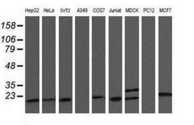 Western Blot: C1orf50 Antibody (1C6) [NBP2-00778] Analysis of extracts (35ug) from 9 different cell lines by using anti-C1orf50 monoclonal antibody.