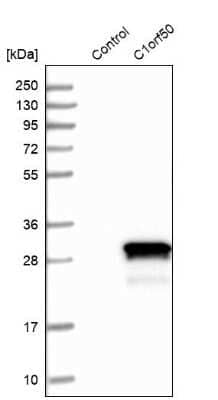 Western Blot: C1orf50 Antibody [NBP1-81053] - Analysis in control (vector only transfected HEK293T lysate) and C1orf50 over-expression lysate (Co-expressed with a C-terminal myc-DDK tag (3.1 kDa) in mammalian HEK293T cells).