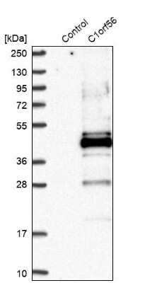 Western Blot: C1orf56 Antibody [NBP2-32683] - Analysis in control (vector only transfected HEK293T lysate) and C1orf56 over-expression lysate (Co-expressed with a C-terminal myc-DDK tag (3.1 kDa) in mammalian HEK293T cells).