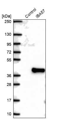 Western Blot: C1orf69 Antibody [NBP2-48594] - Analysis in control (vector only transfected HEK293T lysate) and IBA57 over-expression lysate (Co-expressed with a C-terminal myc-DDK tag (3.1 kDa) in mammalian HEK293T cells).