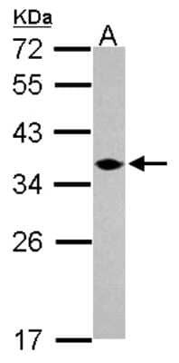 Western Blot: C1orf74 Antibody [NBP2-15642] - Sample (30 ug of whole cell lysate) A: U87-MG 12% SDS PAGE gel, diluted at 1:1000.