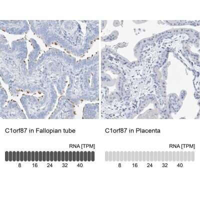 <b>Orthogonal Strategies Validation. </b>Immunohistochemistry-Paraffin: C1orf87 Antibody [NBP2-48611] - Staining in human fallopian tube and placenta tissues using anti-C1orf87 antibody. Corresponding C1orf87 RNA-seq data are presented for the same tissues.
