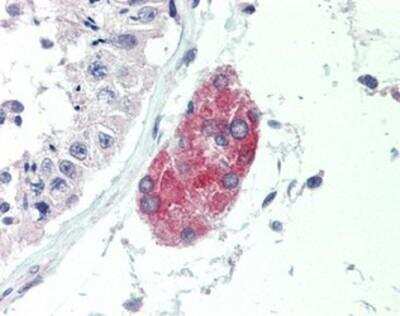 Immunohistochemistry-Paraffin: C1qTNF1/CTRP1 Antibody [NBP1-03120] - Staining of human testis. Immunohistochemistry of formalin-fixed, paraffin-embedded tissue after heat-induced antigen retrieval. Antibody concentration 10 ug/ml.