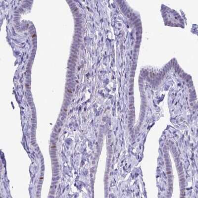 Immunohistochemistry-Paraffin: C1qTNF10/C1qL2 Antibody [NBP2-34090] - Staining of human Fallopian tube shows no positivity in glandular cells as expected.