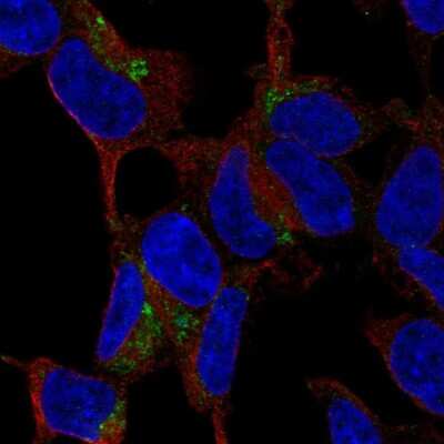 Immunocytochemistry/Immunofluorescence: C1qTNF3/CORS26/CTRP3 Antibody [NBP2-57665] - Staining of human cell line SH-SY5Y shows localization to the Golgi apparatus.