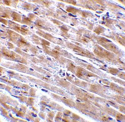 Immunohistochemistry-Paraffin: C1qTNF3/CORS26/CTRP3 Antibody [NBP1-76628] - Immunohistochemical analysis of paraffin-embedded mouse heart tissue using anti-C1qTNF3/CORS26/CTRP3 antibody (NBP1-76628) at 2 ug/ml. Tissue was fixed with formaldehyde and blocked with 10% serum for 1 h at RT; antigen retrieval was by heat mediation with a citrate buffer (pH6). Samples were incubated with primary antibody overnight at 4C. A goat anti-rabbit IgG H&L (HRP) at 1/250 was used as secondary. Counter stained with Hematoxylin.
