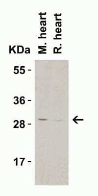Western Blot C1qTNF3/CORS26/CTRP3 Antibody - BSA Free