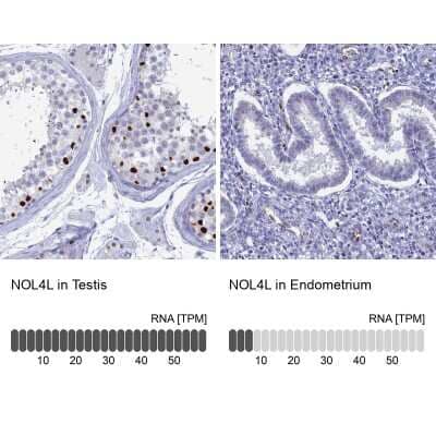 Immunohistochemistry-Paraffin: C20orf112 Antibody [NBP1-94115] - Staining in human testis and endometrium tissues using anti-NOL4L antibody. Corresponding NOL4L RNA-seq data are presented for the same tissues.