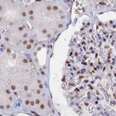 Immunohistochemistry-Paraffin: C20orf112 Antibody [NBP1-94115] - Staining of human kidney.