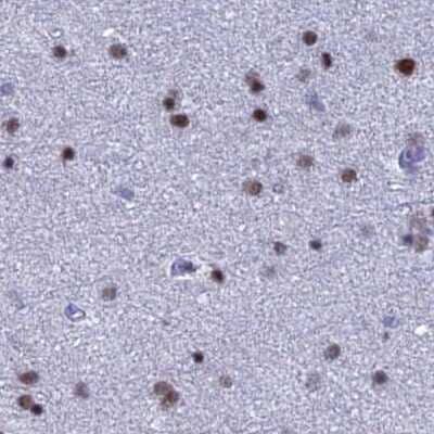 Immunohistochemistry-Paraffin: C20orf112 Antibody [NBP1-94115] - Staining of human cerebral cortex.