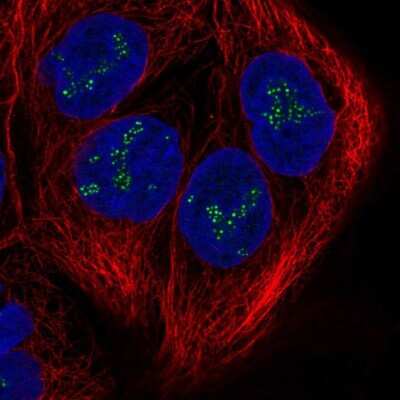Immunocytochemistry/Immunofluorescence: C20orf12 Antibody [NBP2-57571] - Staining of human cell line CACO-2 shows localization to nucleoli fibrillar center. Antibody staining is shown in green.  