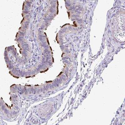 Immunohistochemistry-Paraffin MROH8 Antibody - BSA Free