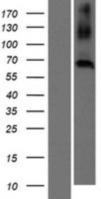 Western Blot CNBD2 Overexpression Lysate