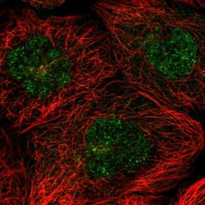 Immunocytochemistry/ Immunofluorescence FAM217B Antibody - BSA Free