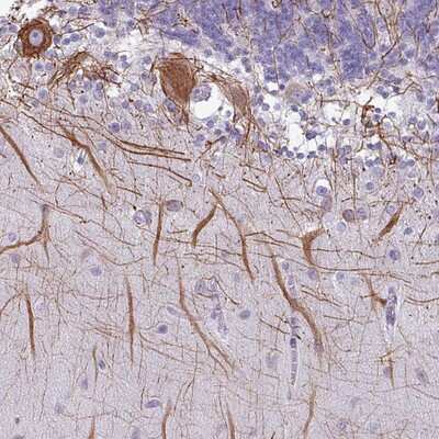 Immunohistochemistry-Paraffin: C20orf194 Antibody [NBP2-14759] Staining of human cerebellum shows strong cytoplasmic positivity in Purkinje cells.