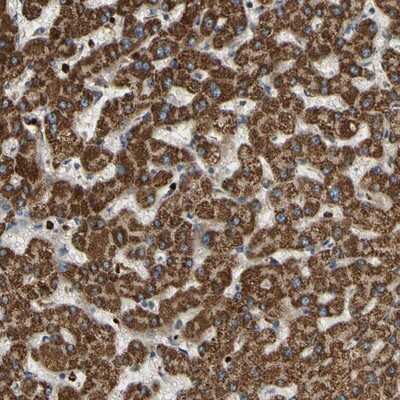 Immunohistochemistry-Paraffin CFAP61 Antibody - BSA Free