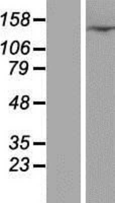 Western Blot: C20orf26 Overexpression Lysate (Adult Normal) [NBP2-07142] Left-Empty vector transfected control cell lysate (HEK293 cell lysate); Right -Over-expression Lysate for C20orf26.
