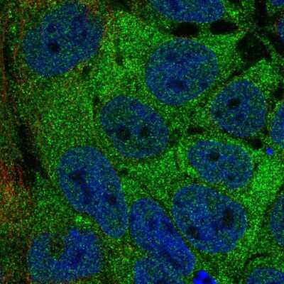 Immunocytochemistry/Immunofluorescence: AAR2 Antibody [NBP2-30422] - Staining of human cell line CACO-2 shows localization to cytosol.