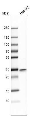 Western Blot: C20orf72 Antibody [NBP1-91726] - Analysis in human cell line HepG2.