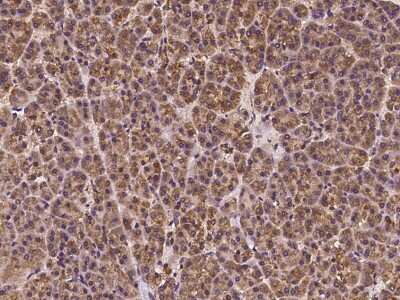 Immunohistochemistry-Paraffin: C20orf96 Antibody [NBP2-98041] - Immunochemical staining of human C20orf96 in human kidney with rabbit polyclonal antibody at 1:100 dilution, formalin-fixed paraffin embedded sections.